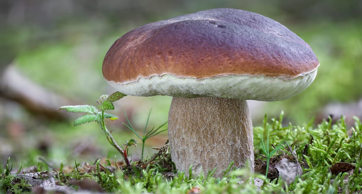 porcini-gigante_luglio_2024-1-1